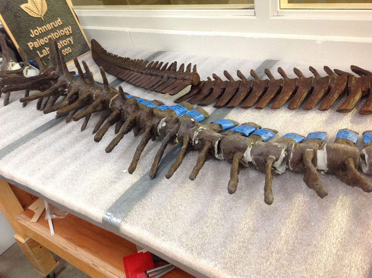 Some pieces are completely replaced for exhibit to protect the fossil from damage. This Mosasaur backbone will be completely replaced by carefully sculpted foam pieces so that the fossil can be preserved. The vertebrae to the rear of the photo are sculpted from foam. The vertebrae in the front of the photo are actual fossils.